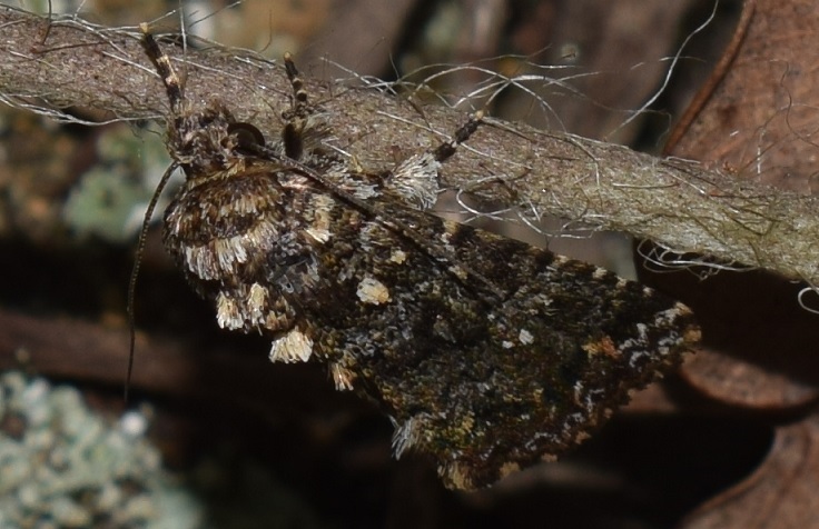 Tortricidae? da ID (2)